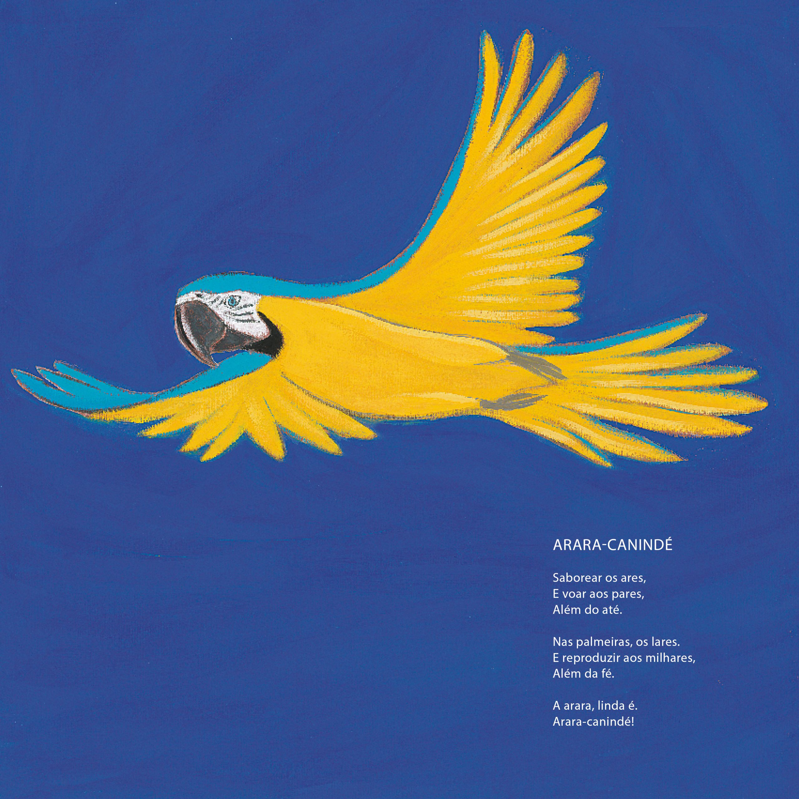 Boniteza silvestre - Imagem 3