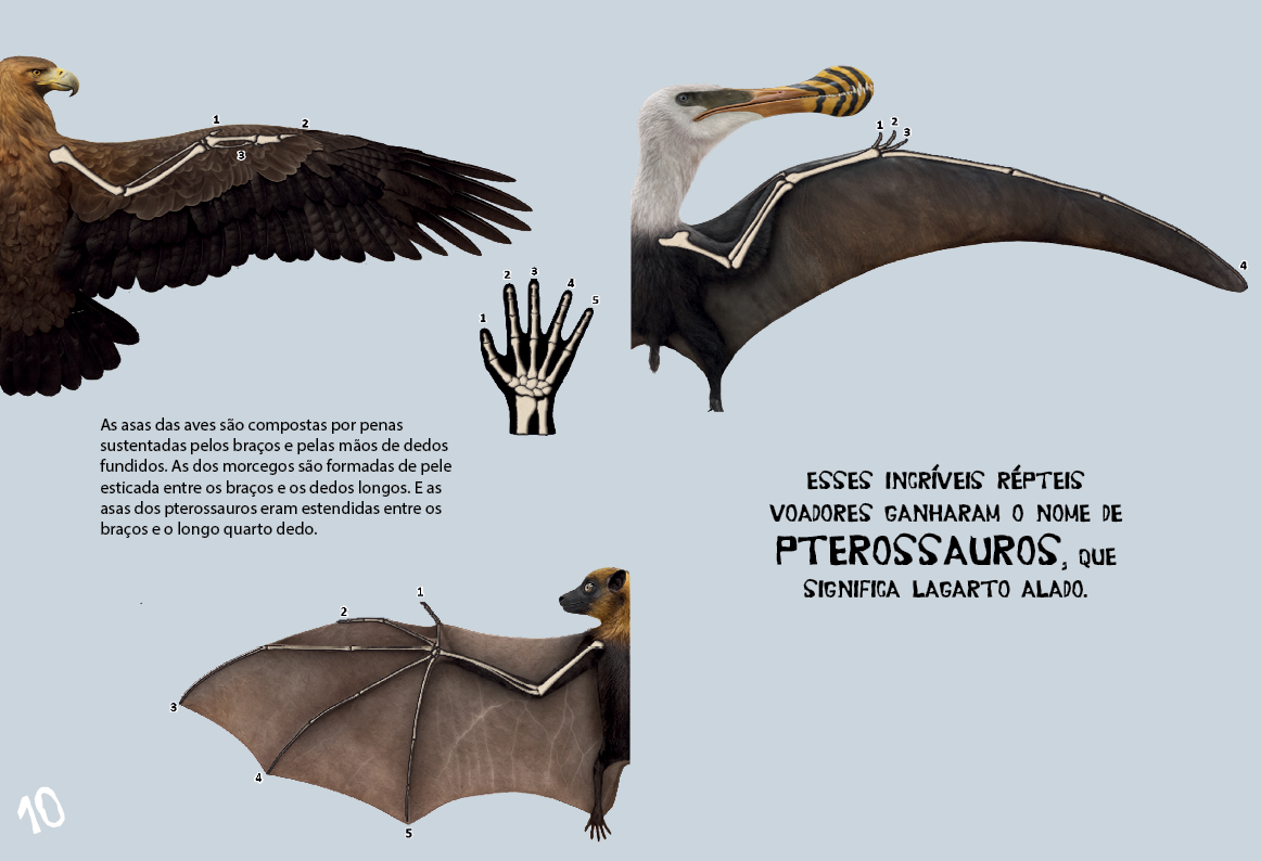 Pterossauros do Brasil - Imagem 6