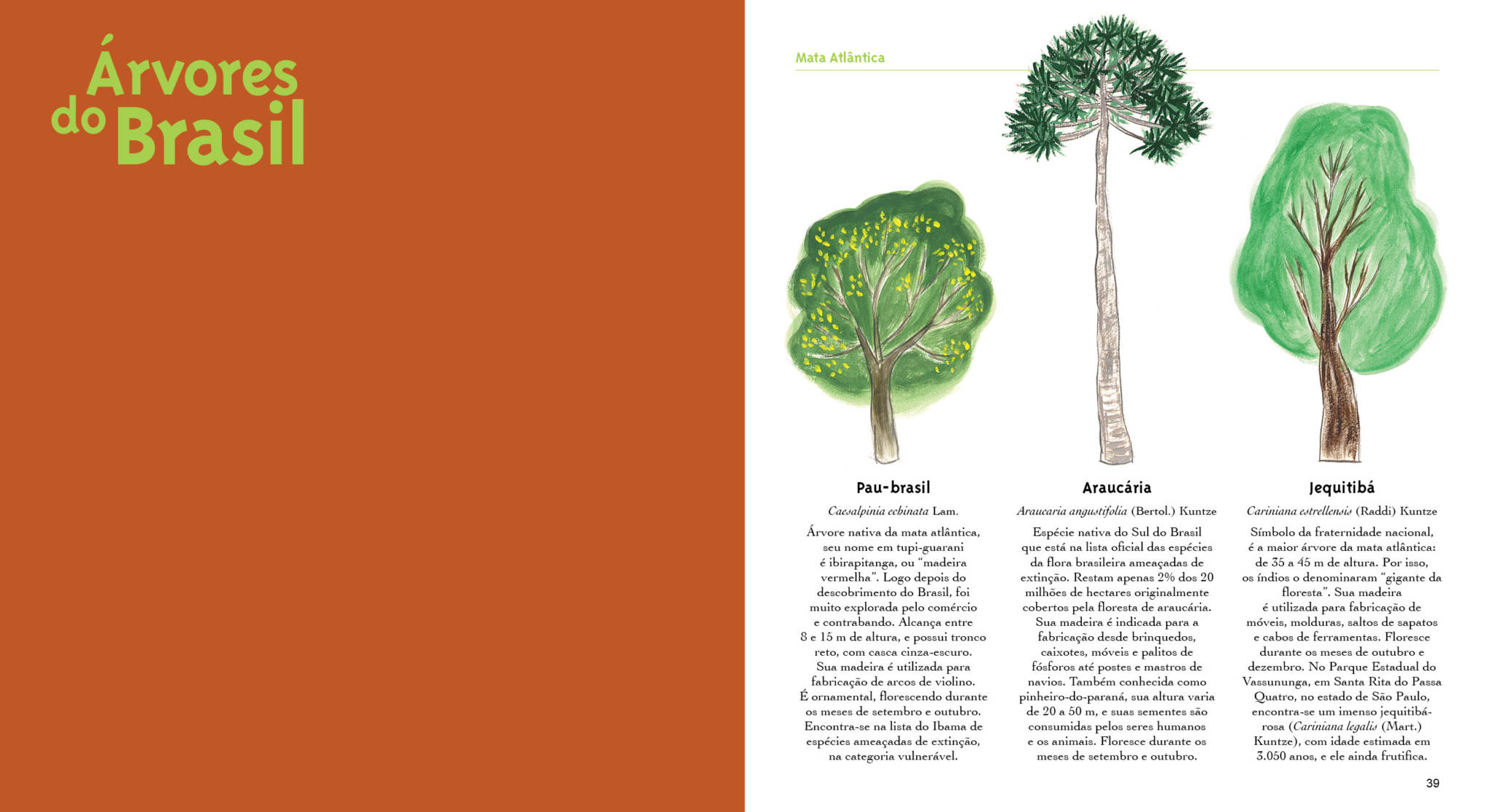 arvores-do-brasil-medio - Português